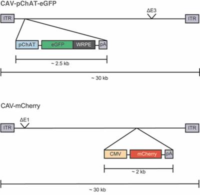 Targeted Transgene Expression in Cholinergic Interneurons in the Monkey Striatum Using Canine Adenovirus Serotype 2 Vectors